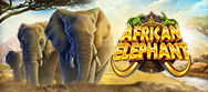 African Elephant